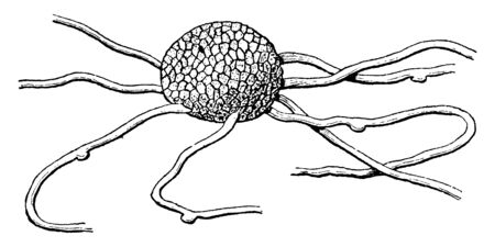 A picture showing the Sporocarp and mycelium of powdery mildew, vintage line drawing or engraving illustration.のイラスト素材