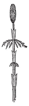 The image shows upper part of Horsetail also known as Equisetum sylvaticum. It is native to the Northern Hemisphere. It is considered among the most attractive of the horsetails, vintage line drawing or engraving illustration.のイラスト素材
