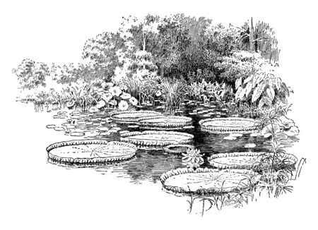 This is water plant. The leaves are very big and rounded. This is form of Nymphaeaceae family. The flower leaf is dense, vintage line drawing or engraving illustration.のイラスト素材