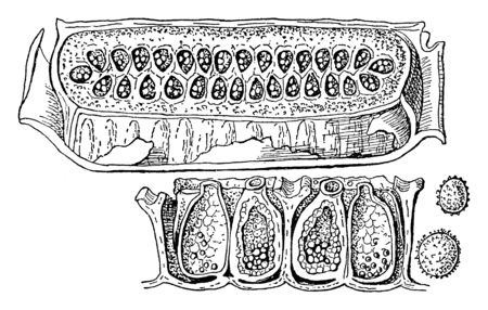A picture showing Collection of spore-cases in one part and sections of the spores which are highly magnified in the other part of Danaea alata plant, vintage line drawing or engraving illustration.