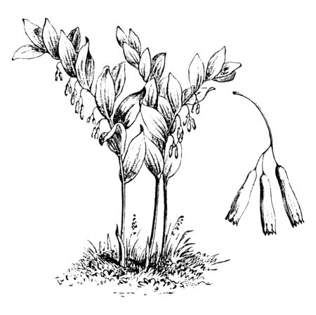 A picture shows the Solomon's seal. It has the graceful arching stems and white, pendulous flowers. It is also called as Polygonatum Multiflorum, vintage line drawing or engraving illustration.のイラスト素材