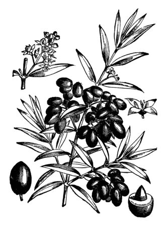 This picture belongs to the branches of the Olive tree, which has fruit engaged on it called Lupton, which is used for the production of olive oil, vintage line drawing or engraving illustration.のイラスト素材