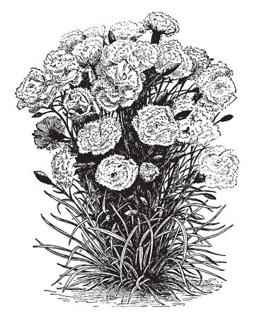 The Outdoor Carnation is known as the flower garden carnation. The flowers are available as annuals, biennials or perennials, vintage line drawing or engraving illustration.のイラスト素材