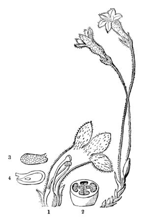 Plant stem and flowers covered with hairs and glands. Flowers have five petals. In this picture showing of half flower and ovary, stigma, anther, style are shown, vintage line drawing or engraving illustration.のイラスト素材