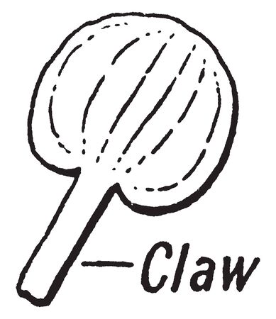 An image showing contracted stalk-like base of a petal of parts of flower, vintage line drawing or engraving illustration.のイラスト素材