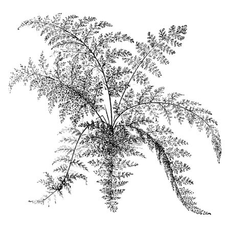 This is Gymnogramme Schizophylla plant. It has very tiny leaf along with fibrerous-stem. The fronds gracefully arch and are very finely cut, vintage line drawing or engraving illustration.のイラスト素材
