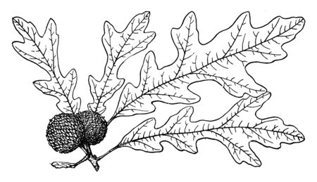 A picture showing of the branch of an Overcup Oak tree. Those foliage are curved leaves. He has got the fruit, vintage line drawing or engraving illustration.のイラスト素材