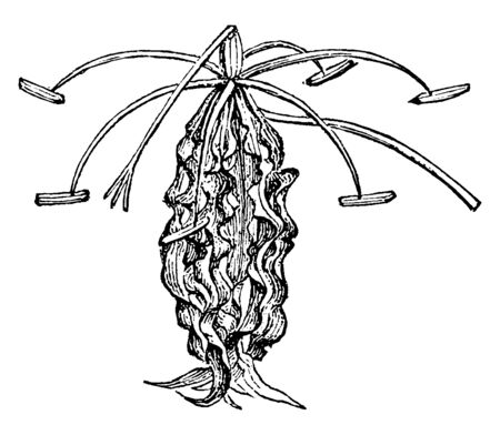 This picture belongs to a plant called Gloriosa, a species of liliaceaous plants, against whom the corpuscles are leaves, vintage line drawing or engraving illustration.のイラスト素材