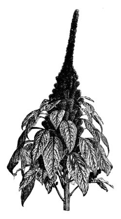 A picture shows Amaranthus Hypochondriacus Plants. It is an ornamental plant commonly known as Prince-of-Wales feather or prince's-feather. The flowers are deep crimson & leaves are purplish in color, vintage line drawing or engraving illustration.のイラスト素材