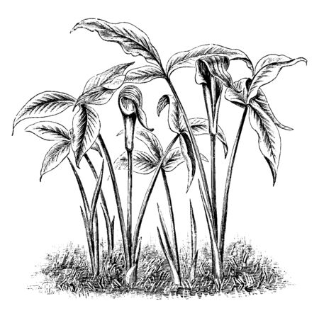 A Picture shows Arisaema Triphylla Flower Plant. It is commonly known as Jack-in-the-Pulpit. The spathes are striped with lines of purplish-brown. It is a perennial herb which grows in moist, vintage line drawing or engraving illustration.のイラスト素材