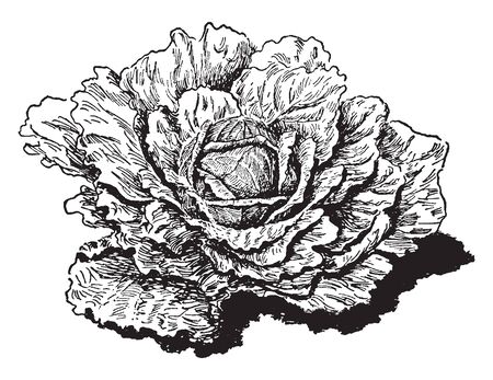 This is image of Flat Dutch Cabbage which is source of vitamin C. The plant is 18 inches tall and 24 inches wide, vintage line drawing or engraving illustration.のイラスト素材
