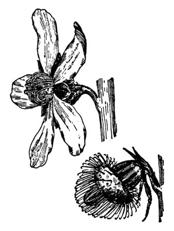 This is an image of flower and bud of Agrimonia Eupatoria. Flowers have short stem and five yellow, rounded petals, vintage line drawing or engraving illustration.のイラスト素材