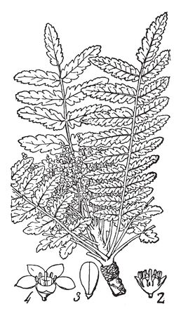 Picture of a twig of a tree called a Francansens, the depiction shows 1) Flower; 2) A cross section with petals removed 3) Fruit, vintage line drawing or engraving illustration.のイラスト素材
