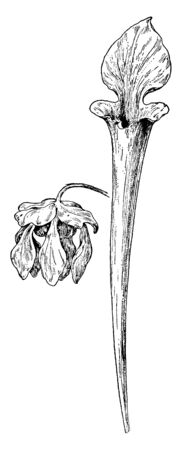 This is flower part of the pitcher plant family. Its shape is like Trumpets, vintage line drawing or engraving illustration.のイラスト素材