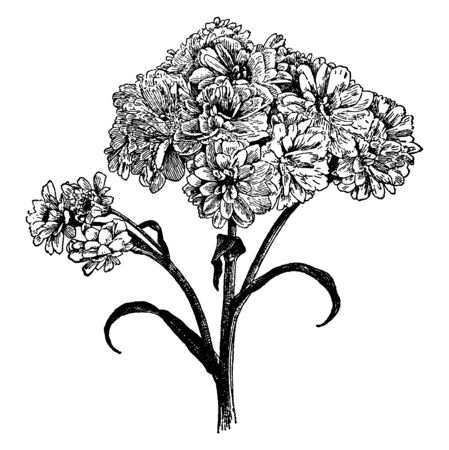 The Picture Showing Variation the Pearl of Achillea Ptarmica flowering plant, vintage line drawing or engraving illustration.のイラスト素材