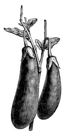 This is a vegetable of eggplant. It is long and thick. It is attached to branch and leaves. Upper side is Thorny. Leaves are small. It is a type of vegetable, vintage line drawing or engraving illustration.のイラスト素材