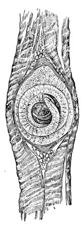 Roundworm is a diverse animal phylum inhabiting a broad range of environments, vintage line drawing or engraving illustration.のイラスト素材