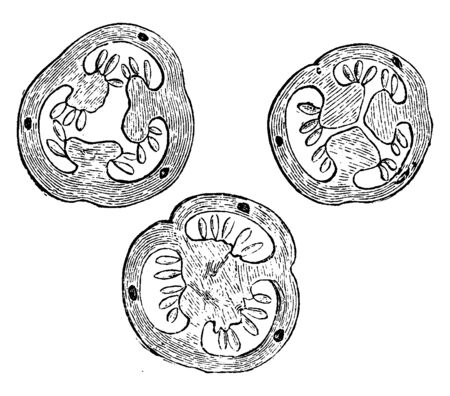 The picture shows three cross sections from the ovary of hypericum hirsutum. Part A is from the upper part, Part B is from near the middle, and Part C is from the base of the ovary, vintage line drawing or engraving illustration.のイラスト素材