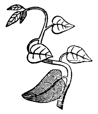 This is an image of Twining Stem and it is also called as vine, vintage line drawing or engraving illustration.のイラスト素材