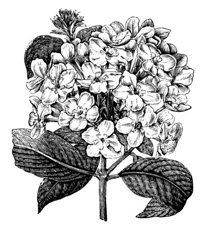 Luculia Pinceana is a flowering plant. Its flowers are large and white with deliciously sweet fragrance, vintage line drawing or engraving illustration.のイラスト素材