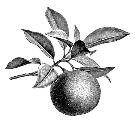 A picture showing the orange tree. Tree branch have many leaves and orange fruit, vintage line drawing or engraving illustration.のイラスト素材
