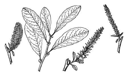A picture showing the Branch of Sitka Willow which is also known as Salix sitchensis. It is native to northwestern North America, vintage line drawing or engraving illustration.のイラスト素材