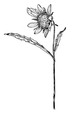 An illustration of the Smaller Bur Marigold of the Composite family (Compositae). This is also called as Bidens cernua, vintage line drawing or engraving illustration.のイラスト素材