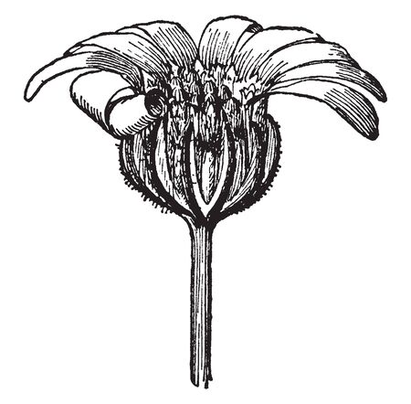 This is an image of Charieis Heterophylla which having small flower heads, the ray florets blue and the risk yellow, vintage line drawing or engraving illustration.のイラスト素材