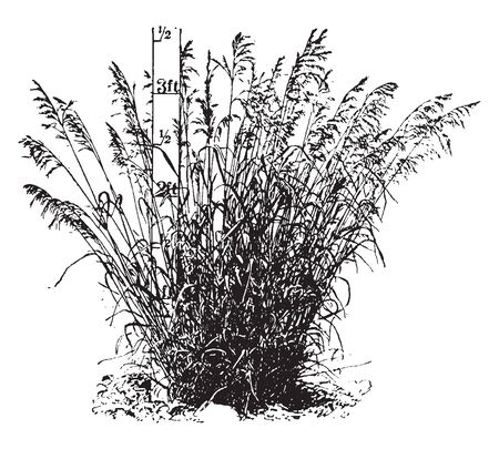 This picture is a grass of brome, this grass is 3ft long and thin, this a bunch of grass, vintage line drawing or engraving illustration.のイラスト素材