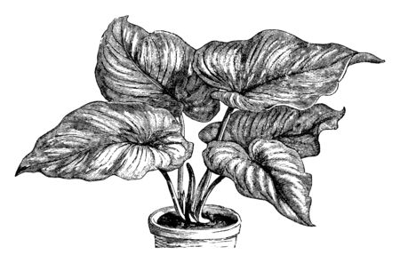 This picture represents Philodendron Mamei plant. Its leaves are very broad and large heart shaped stem less plant, vintage line drawing or engraving illustration.のイラスト素材