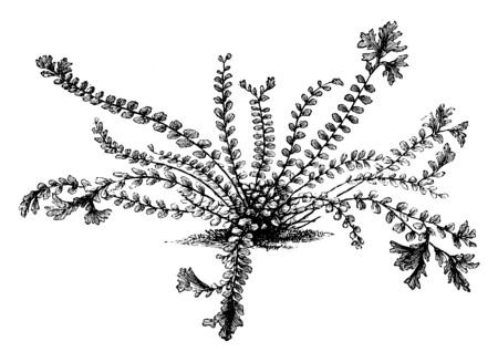 A picture showing Asplenium trichomanes cristatum. This is the crested maidenhair spleenwort. The black stems and forked, crested tips give this fern an almost sea-creature look, vintage line drawing or engraving illustration.のイラスト素材