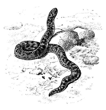 Javelin Sand Boa is a snake in the Boidae family of boas, vintage line drawing or engraving...