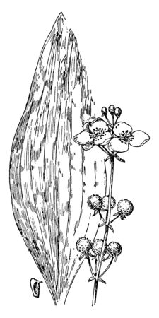 This picture shows Bulltongue Arrowhead Plant. There are many species of Sagittaria but all are perennial plants that have arrowhead-shaped leaves. Arrowheads can grow in shallow water or in wet areas, vintage line drawing or engraving illustration.のイラスト素材