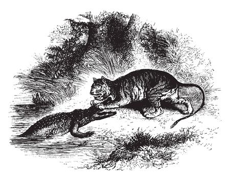 Crocodile and tiger engaged in a fight, vintage line drawing or engraving illustration.のイラスト素材