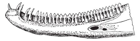 Iguana Jaw is a genus of herbivorous lizards that are native to tropical areas of Mexico, vintage line drawing or engraving illustration.のイラスト素材