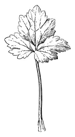 A picture showing Palmately divided leaf of buttercup flower, vintage line drawing or engraving illustration.のイラスト素材