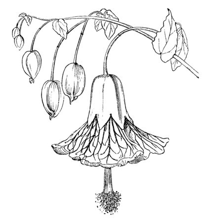 An image showing Double Perianth. Perianth is the non-reproductive part of the flower. It has outer circle of green sepals and inner circle of colored petals, vintage line drawing or engraving illustration.のイラスト素材