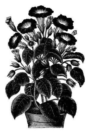 This picture belongs to a flower plant called Gloxinia Gesneroides; it is a hybrid and has sharp red flowers in it, vintage line drawing or engraving illustration.のイラスト素材