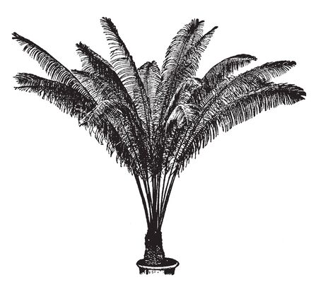 Palmlike tropical ornamental Trees. Their leaves are dark green and Circinate. The seeds are borne along the margins of modified leaves, which are arranged in a whorl at the top of the trunk, vintage line drawing or engraving illustration.のイラスト素材