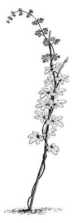 This is Lygodium Palmatum. It is one type of vein, winding around stick and leaves are multilobed. Apex has seals and tiny buds, vintage line drawing or engraving illustration.のイラスト素材