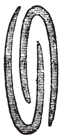 Picture shows the transverse section of a bud in which leaves are folded in opposite direction to each other, vintage line drawing or engraving illustration.のイラスト素材