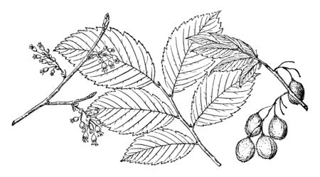 This picture is showing Branch of Rock Elm tree with leaves & buds also known as Ulmus Thomasii found in United States, vintage line drawing or engraving illustration.のイラスト素材