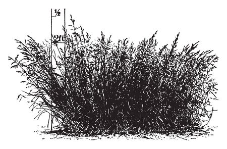 This is a image of Kentucky bue-grass. It is grown from a single seed. It is mostly found in Europe and Asia, vintage line drawing or engraving illustration.のイラスト素材