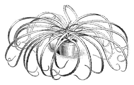 Karatas humilis or Bromelia humilis is a species in the genus Bromelia. The flowers are dark red colored and found in Venezuela, Trinidad & Tobago, and the Netherlands Antilles, vintage line drawing or engraving illustration.のイラスト素材