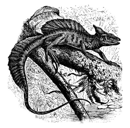 Helmetted basilisk is a species of lizard in the family Corytophanidae found in Guatemala and southern Mexico, vintage line drawing or engraving illustration.のイラスト素材
