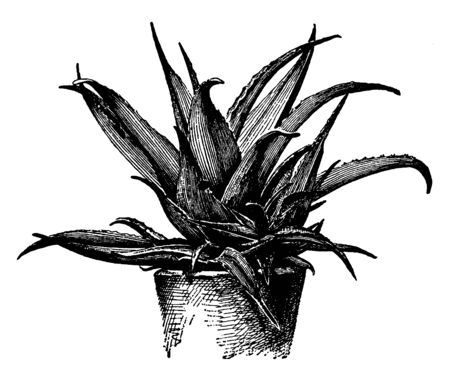 Picture shows Aloe Vera plant. It is used as medicine in medical and the leaves are thick, fleshy, green to grey-green, with some varieties showing white flecks on the upper and lower stem surfaces, vintage line drawing or engraving illustration.のイラスト素材
