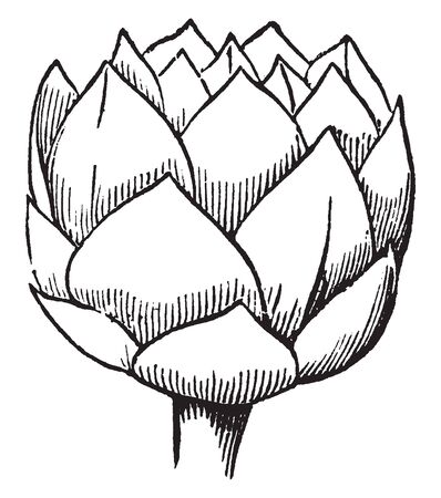 The image shows a young plant of the Houseleek with the leaves. It is believed to stem from the traditional practice of growing plants on the roofs of houses to ward off fire and lightning strikes, vintage line drawing or engraving illustration.のイラスト素材