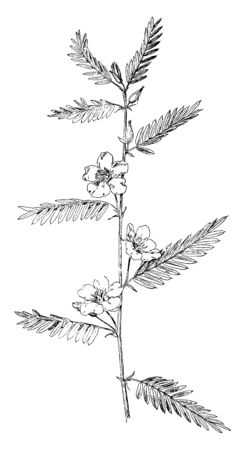 This is an image of Partridge Pea plant. The pinnately-compound leaves bearing many small. Large, showy, yellow flowers arise from leaf axils, vintage line drawing or engraving illustration.のイラスト素材