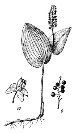 This image is a flower which is called Canada Mayflower, in which it has been told to germinate, vintage line drawing or engraving illustration.のイラスト素材