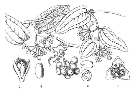 The sweet Sarsaparilla, is a dioecious climber native to eastern Australia. Male flower seen from above,female flower,a transverse section of an ovary, a seed, a section of a seed, vintage line drawing or engraving illustration.のイラスト素材